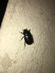 Scarabaeidae