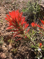 Castilleja scabrida scabrida