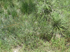 Ephedra antisyphilitica