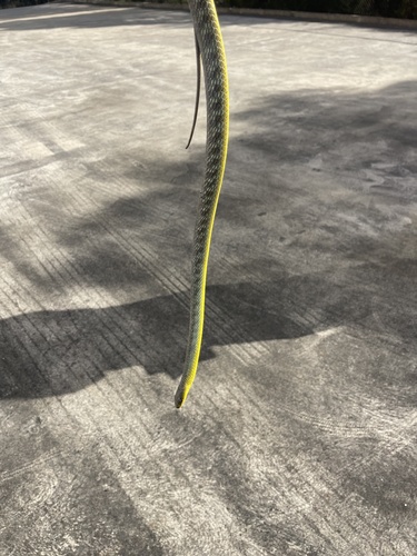 Common Tree Snake sighting