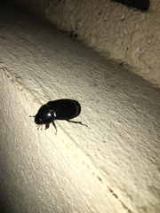 Scarabaeidae