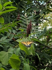 Papilio glaucus