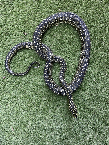 Diamond Python sighting