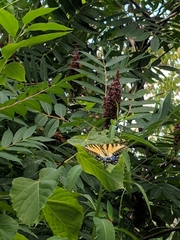 Papilio glaucus