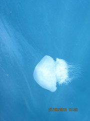 Rhopilema nomadica