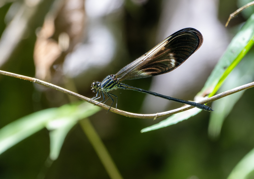Polythore ornata