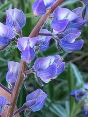 Lupinus bingenensis