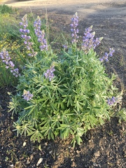 Lupinus bingenensis