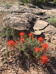 Castilleja scabrida scabrida