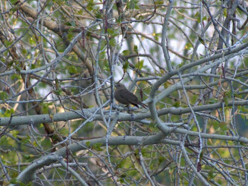 Brown-headed Cowbird photographed in Colorado