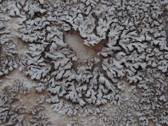 Phaeophyscia hirsuta