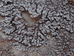 Phaeophyscia hirsuta