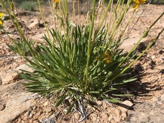 Stenotus armerioides