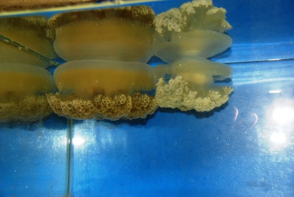 Islamic Jellyfish