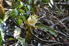 Selenicereus ocamponis