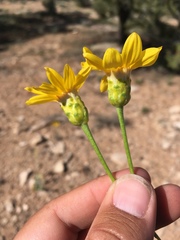 Stenotus armerioides