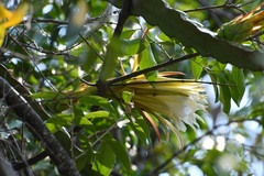 Selenicereus ocamponis