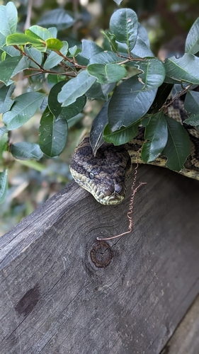 Coastal Carpet Python sighting