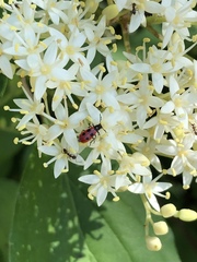 Pelonides quadripunctata
