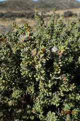 Olearia cymbifolia