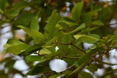 Semialarium mexicanum