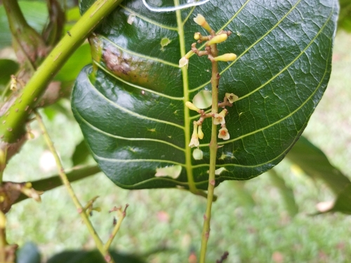 Canarium acutifolium observed 2024-05-28