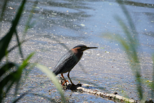Green Heron photographed in Oregon