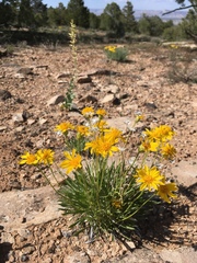 Stenotus armerioides