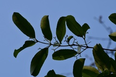 Semialarium mexicanum