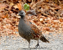 Callipepla douglasii