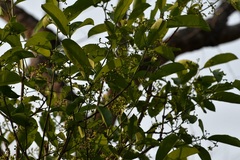 Semialarium mexicanum