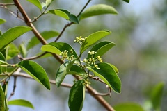 Semialarium mexicanum