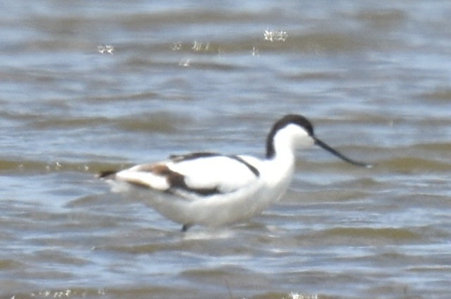 Pied Avocet