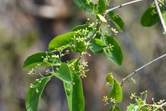 Semialarium mexicanum