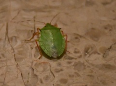 Chlorocoris distinctus