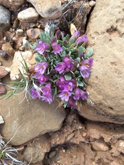 Penstemon thompsoniae thompsoniae