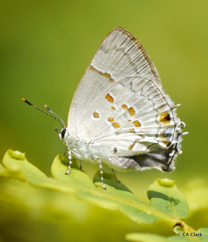 Lantana Hairstreak