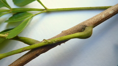 Paullinia trigonia