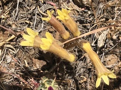 Aphyllon fasciculatum