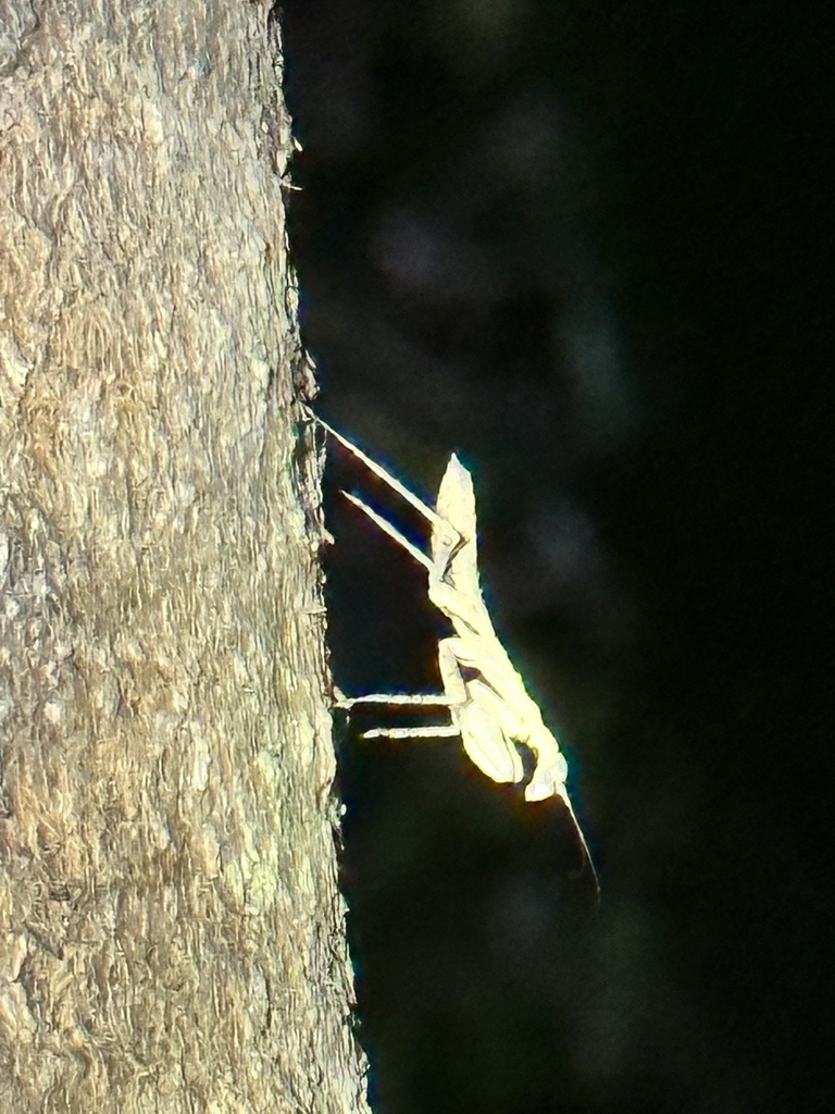 Grizzled Mantis from Hosford, FL, US on May 25, 2024 at 09:57 PM by ...