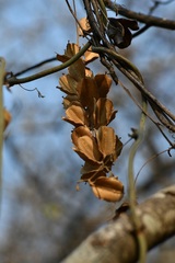 Dioscorea spiculiflora
