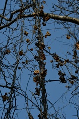 Dioscorea spiculiflora