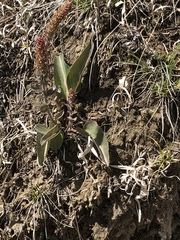 Veronica wyomingensis