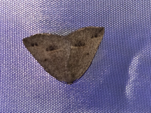 Spurred Wave Moth photo 3