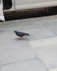 Columba livia