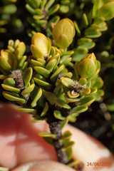 Pimelea traversii traversii