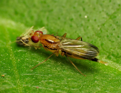 Clusia lateralis