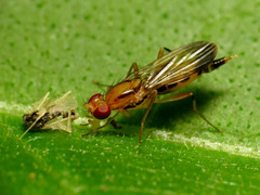 Clusia lateralis