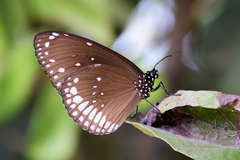 Common Crow Butterfly - Photo (c) niranjan_nandrekar, some rights reserved (CC BY-NC)