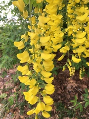 Laburnum anagyroides